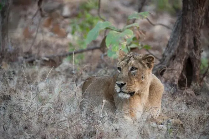 There are more and more lions in India. But what should be a source of celebration is becoming a deadly problem