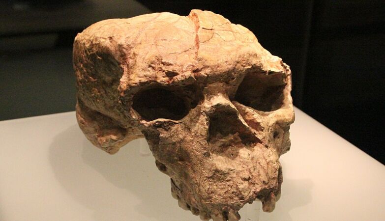 Skull with a million years gives surprising clues about our enigmatic ancestor X