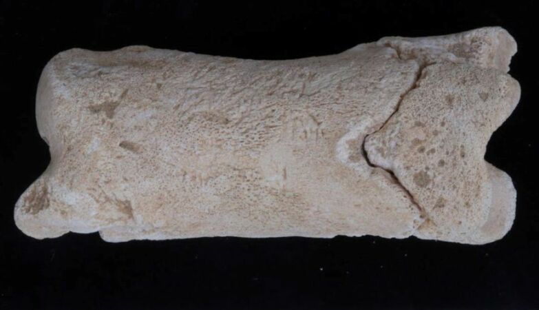 Discovered Egyptian whistle at 3300 years. It was used by a police who watched the royal grave