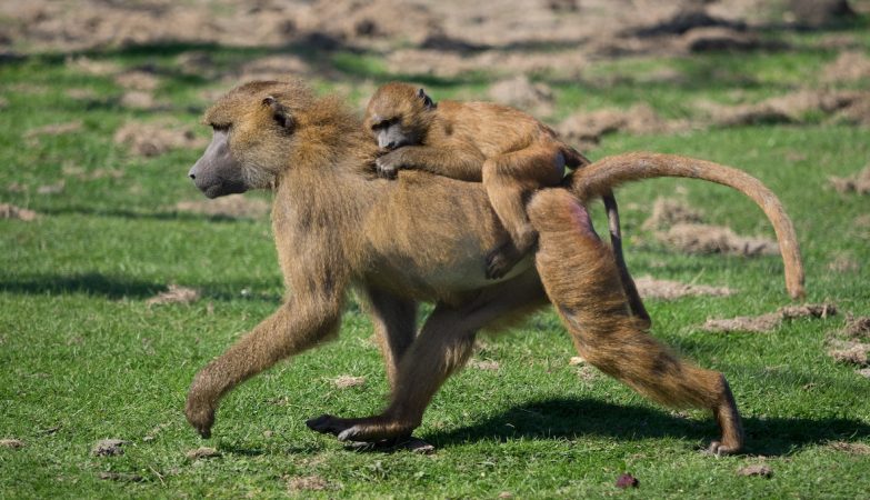 The baboons like to walk in Indian line. The explanation is surprisingly cute