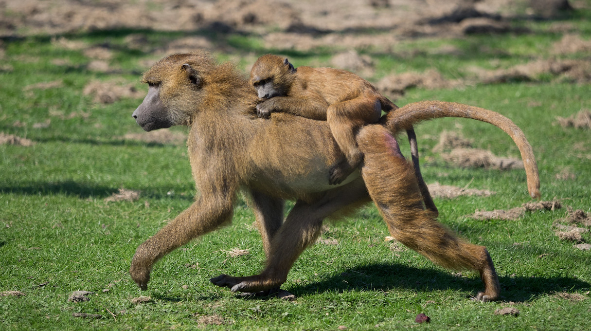 The baboons like to walk in Indian line. The explanation is surprisingly cute