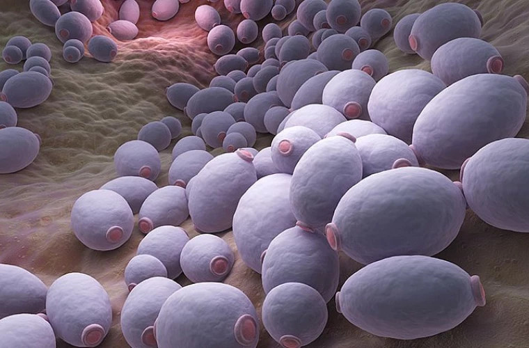 Sanitary alert: Candida Auris fungus spreads rapidly in hospitals in Europe