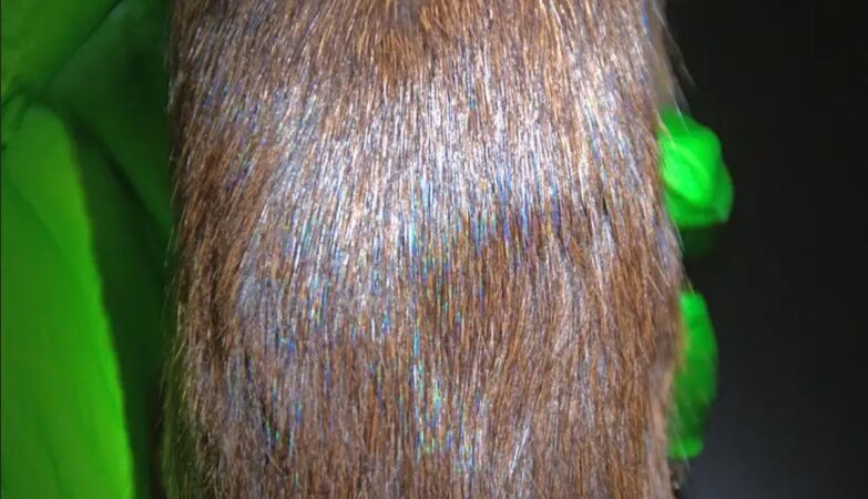 “They walk there”: iridescent mammals are much more common than we thought