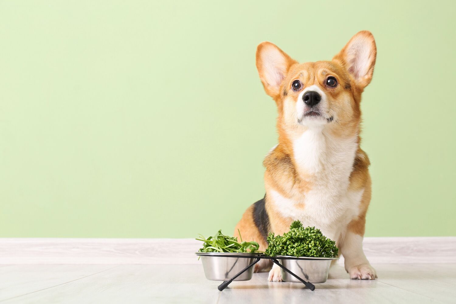 Make your dog vegan? It may even be healthier