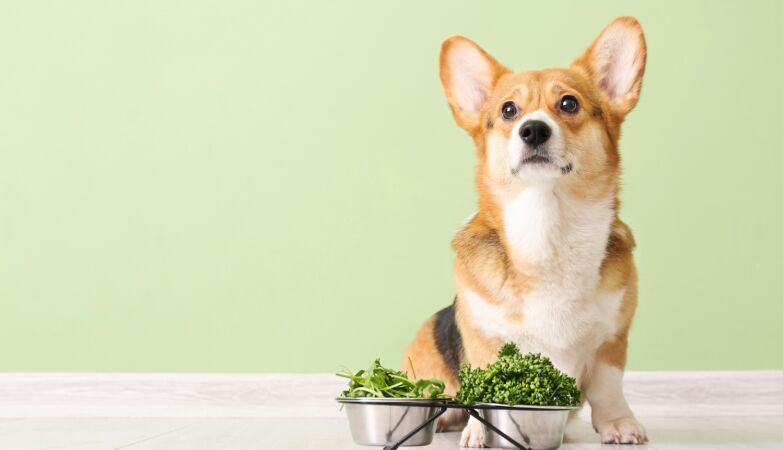 Make your dog vegan? It may even be healthier
