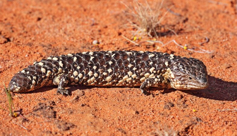 A burnt lunch revealed how sleepy lizards escape the fires
