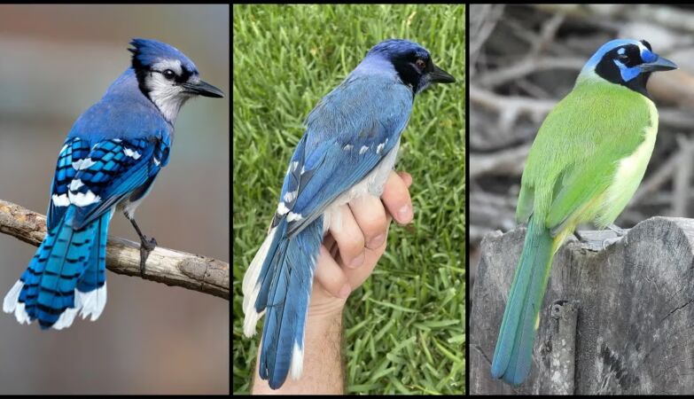 Hybrid Gaio: Climate change creates a new species for the first time