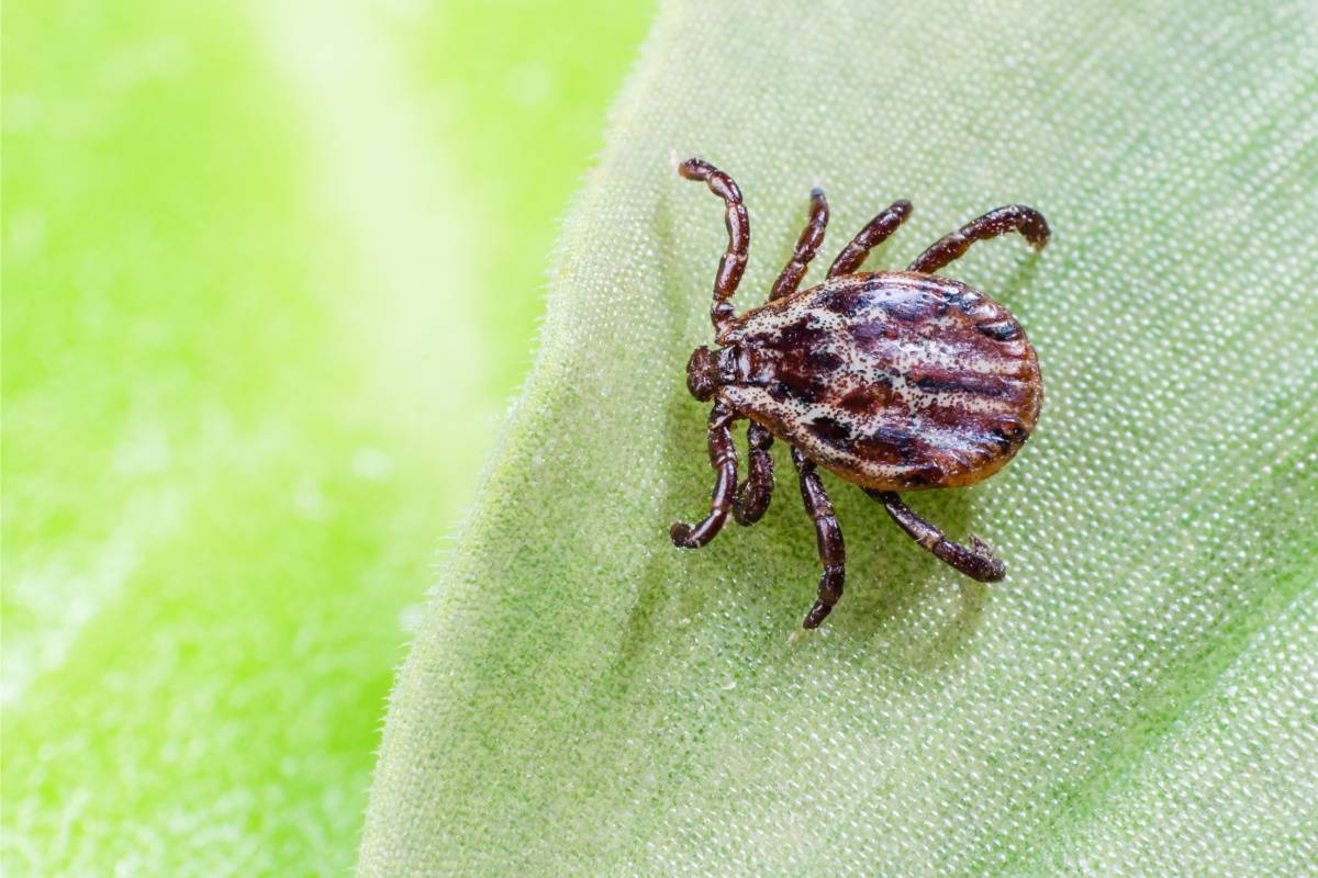 Eliminate mites with natural methods