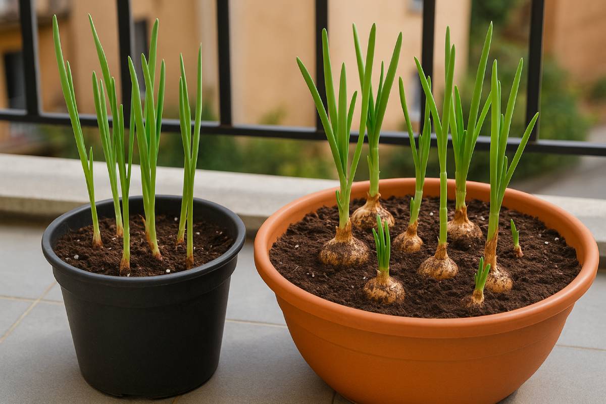 Grow garlic and onion in pot