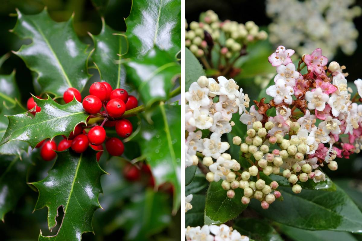 The bacon with evergreen plants