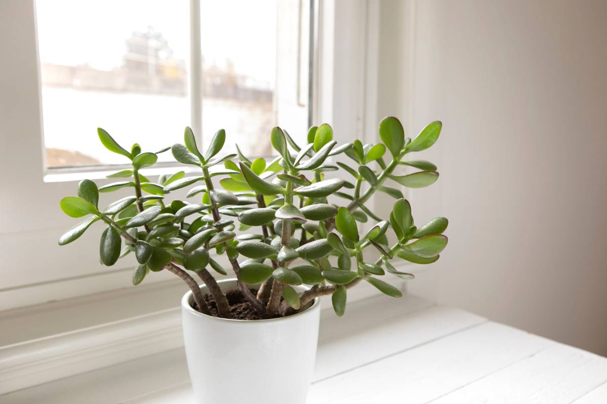 Jade tree and pruning before winter