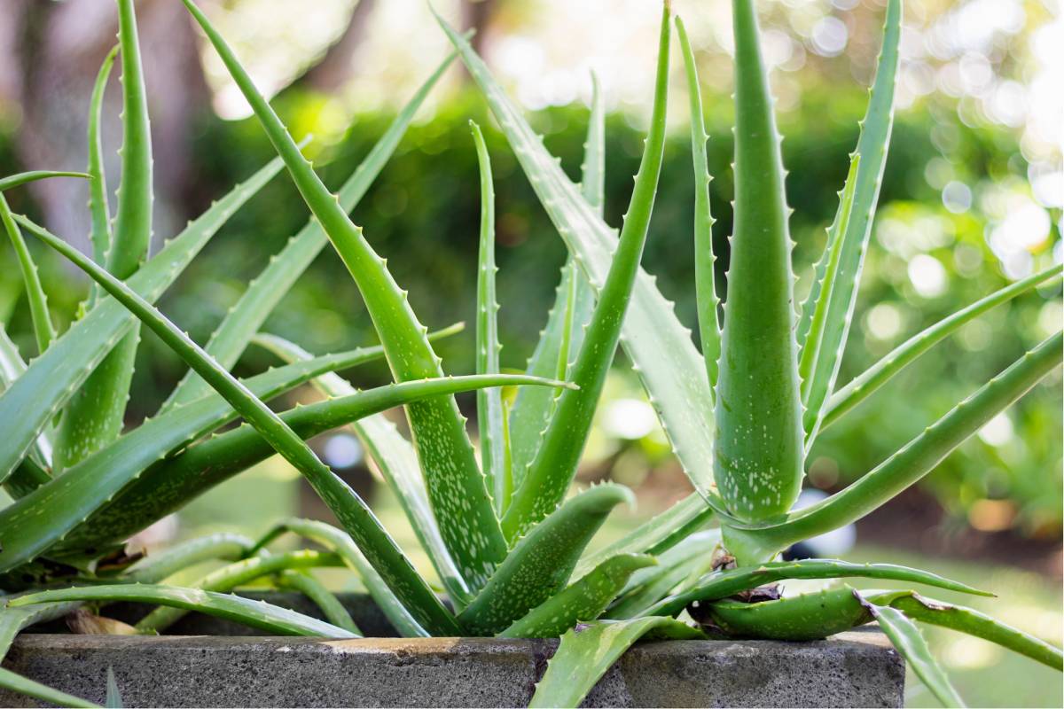 The 6 plants against home humidity