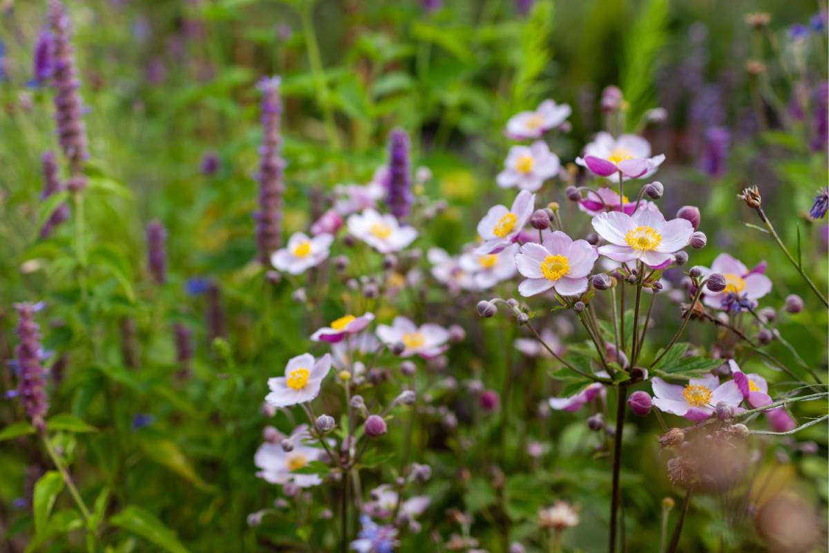 The flowers that continue to flourish in autumn