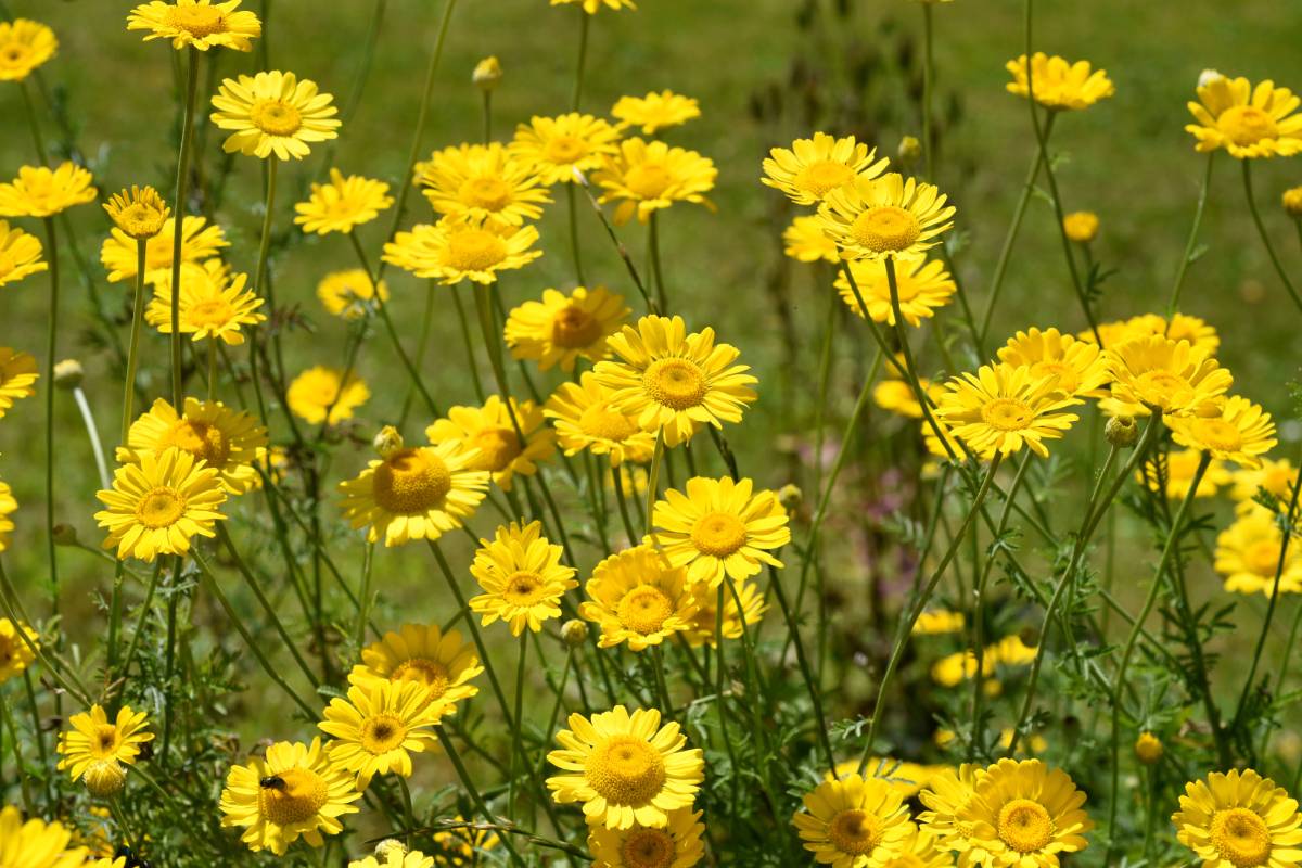 Anthemis tinctoria: Fiore autunnale