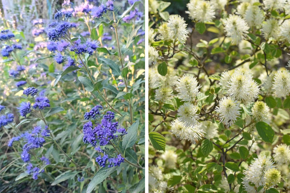 Autumn flowering shrubs: Caryopteris and Major phothergilla