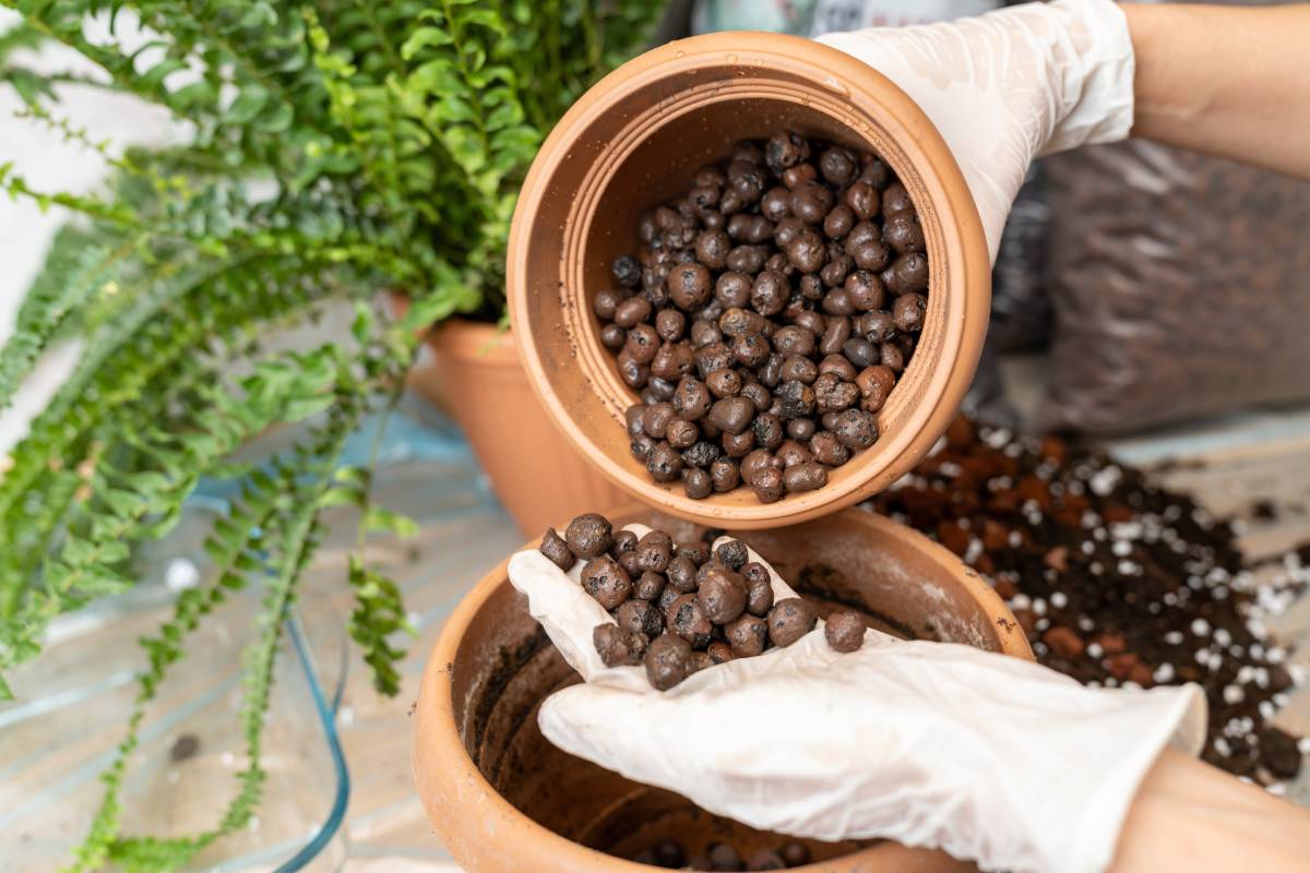 Repot these 5 plants in September