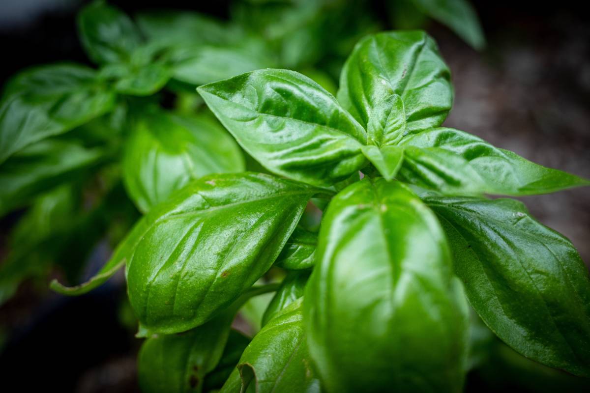 How to rejuvenate basil