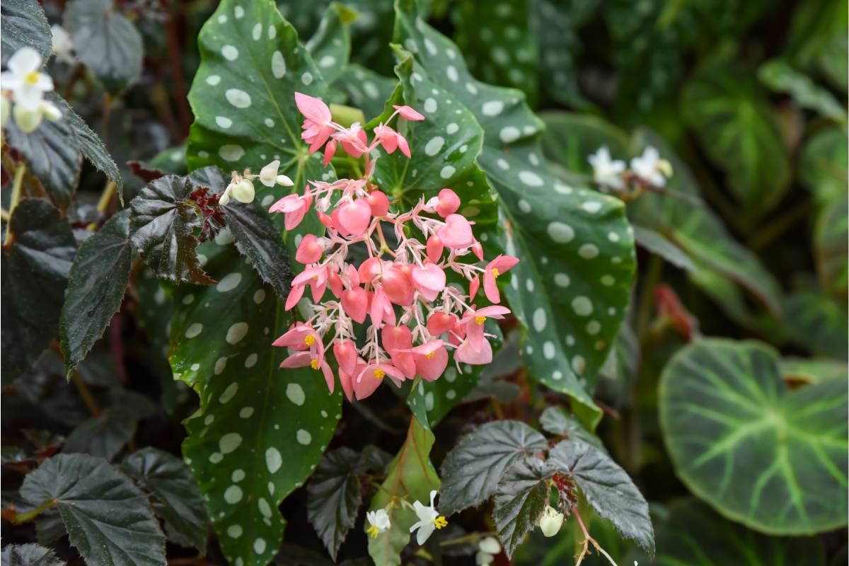 Spoty Begonia in the garden
