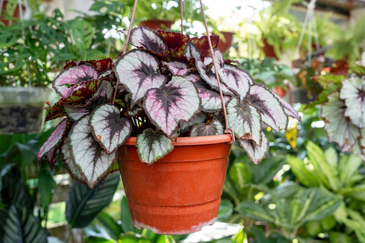 Begonia Rex in suspended pot