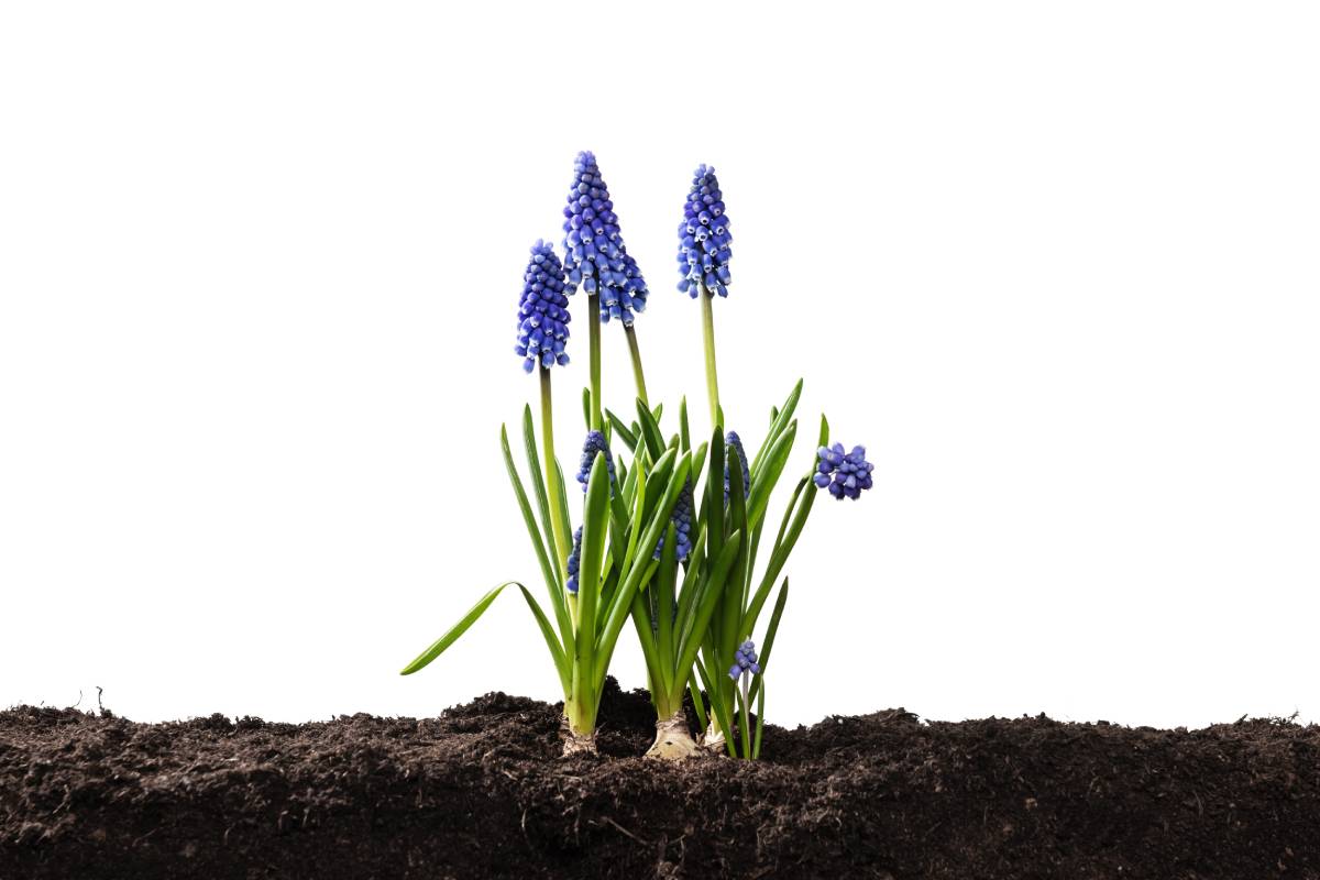 The bulbs that planted now bloom in spring