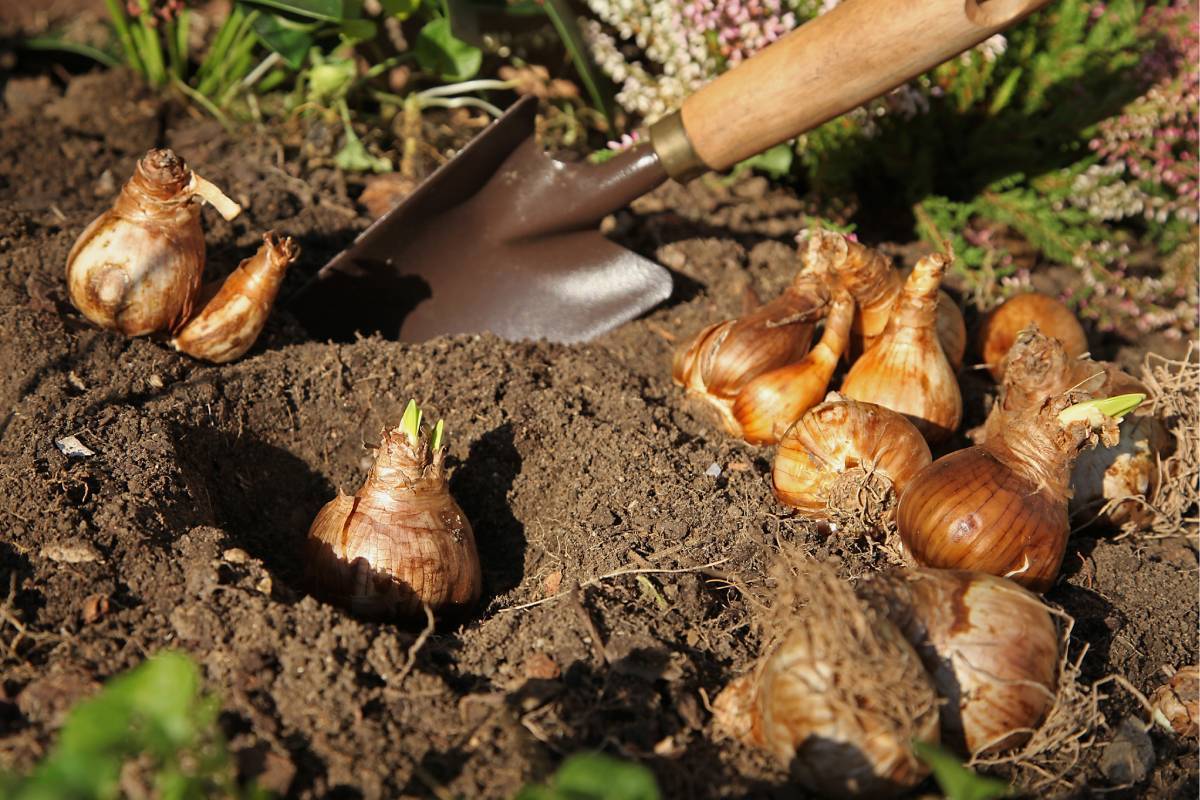 Here are the bulbs that planted now bloom in spring