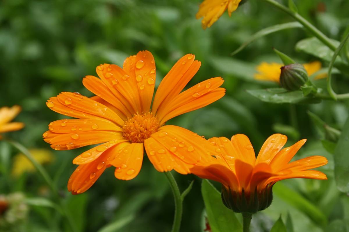 Flower plants to be sowed in September