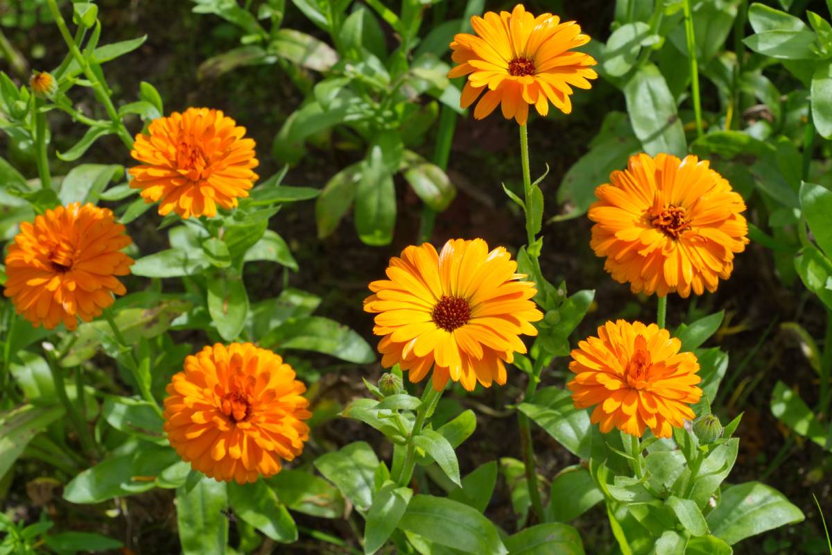 The usefulness of calendula in the garden in winter