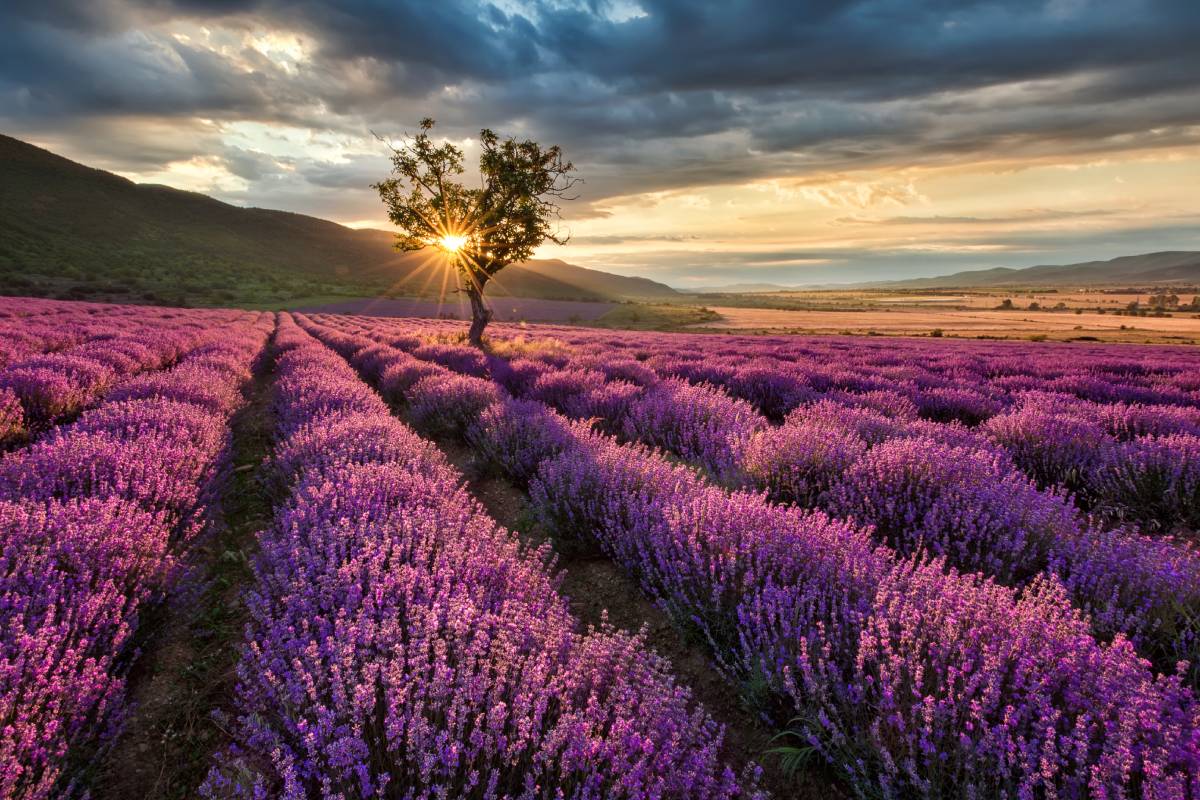 When and how to prune lavender in autumn