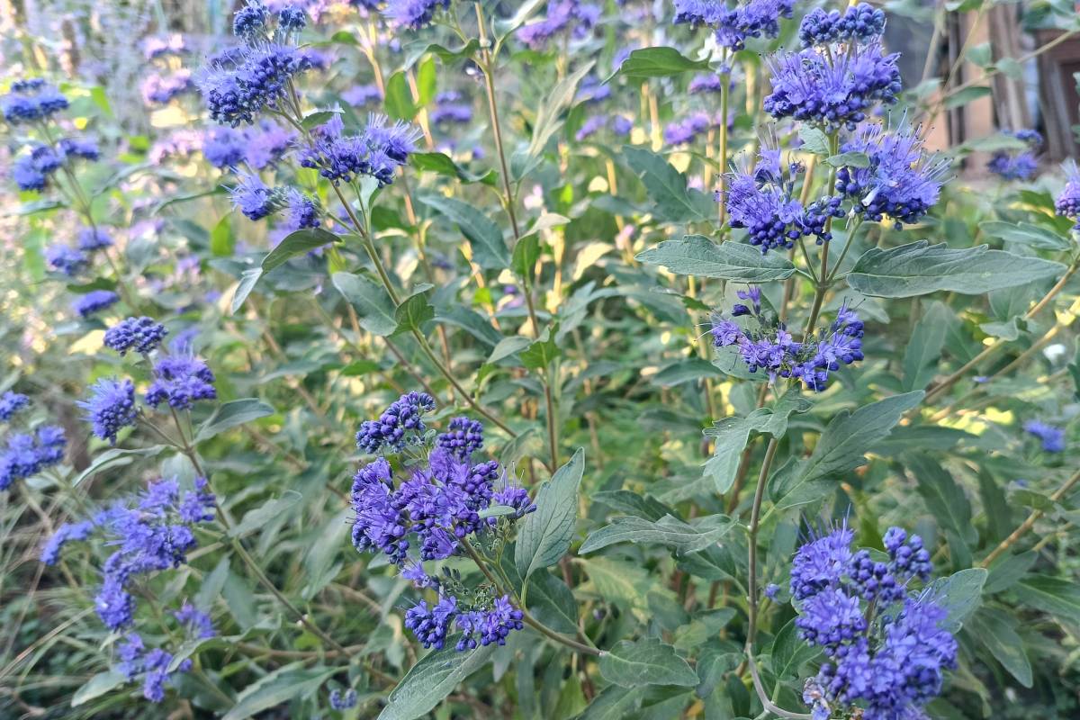 Autumn shrubs: caryopteris