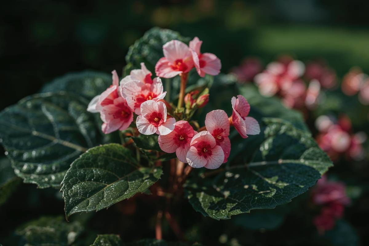 Begony semperflorens