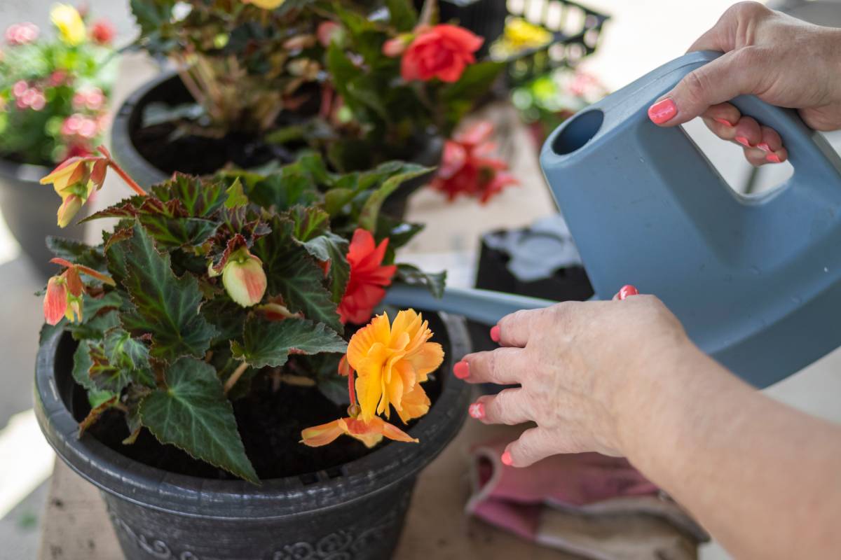 Irrigation of begonia