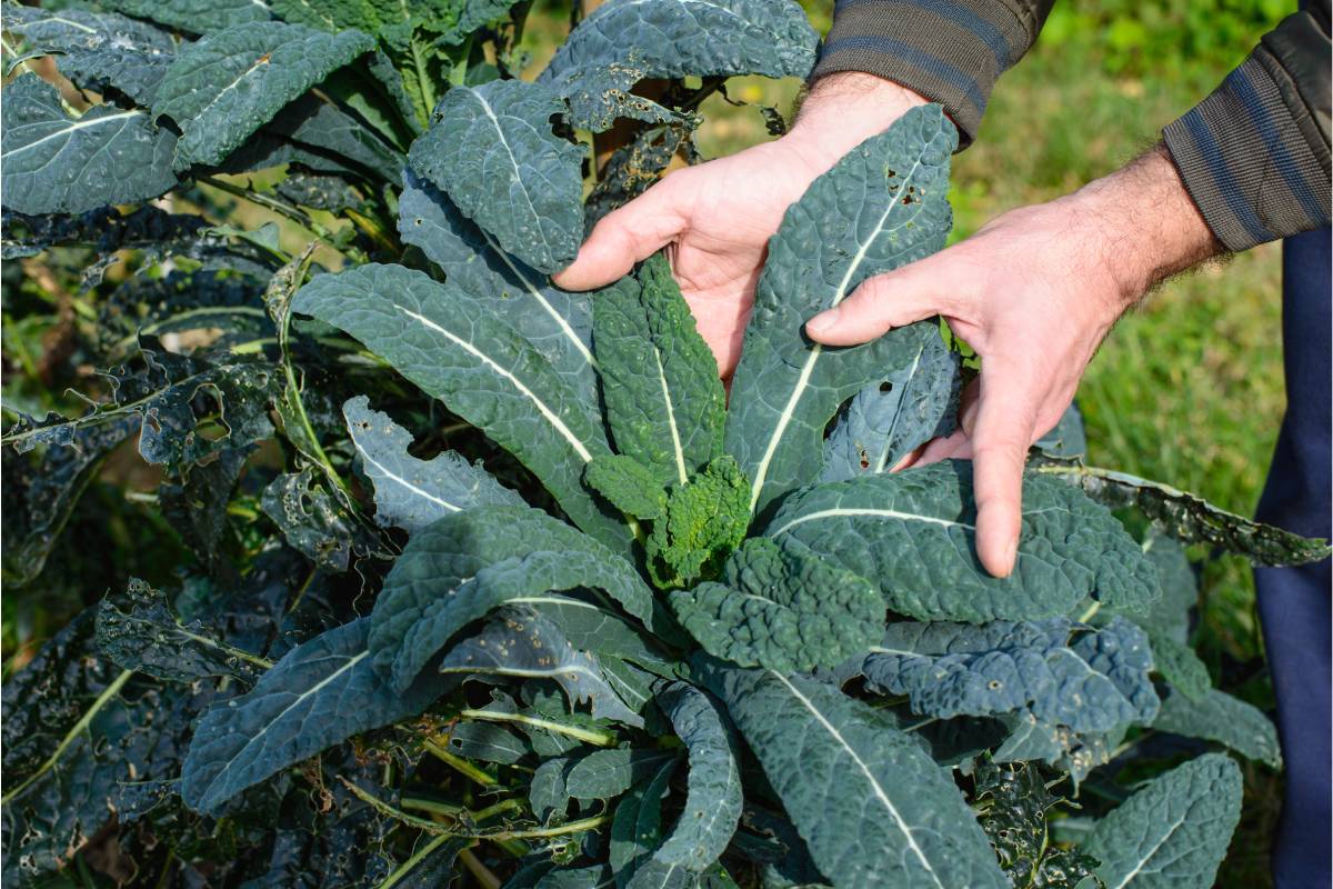 Black cabbage in the Autumn Garden
