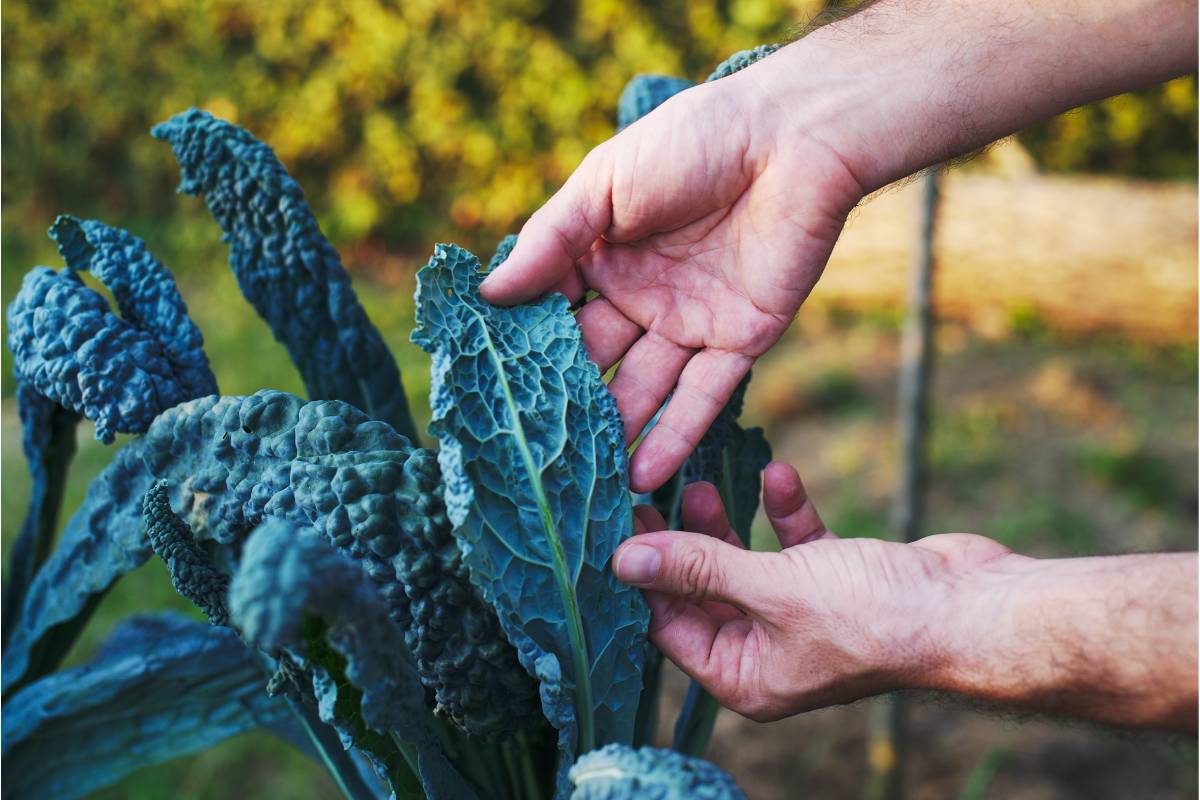 In September spinach and black cabbage: vitamin crops