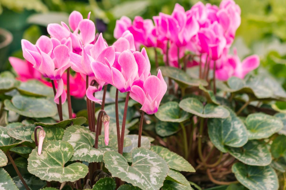 Cyclamen in October in the garden