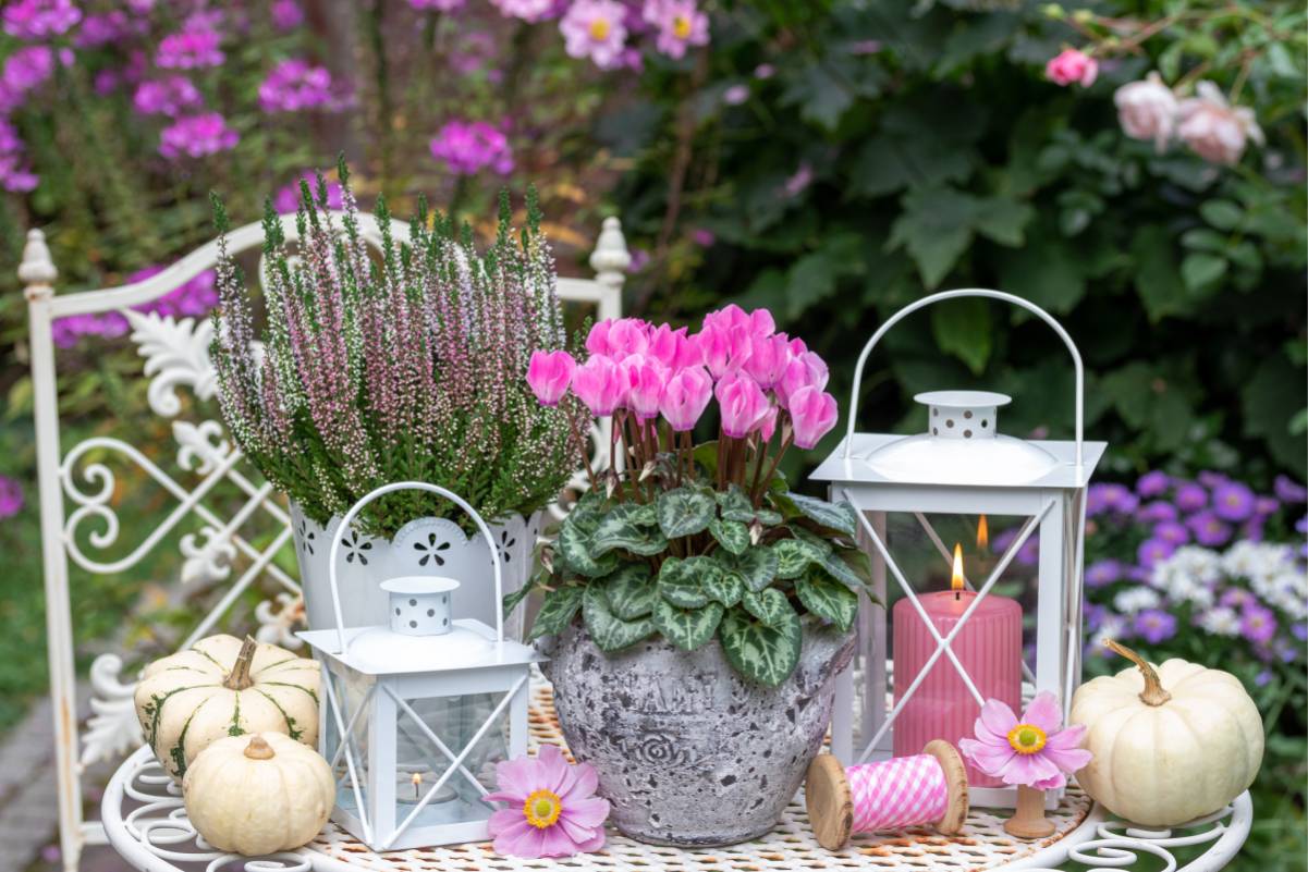 Where to place the cyclamen for lasting blooms