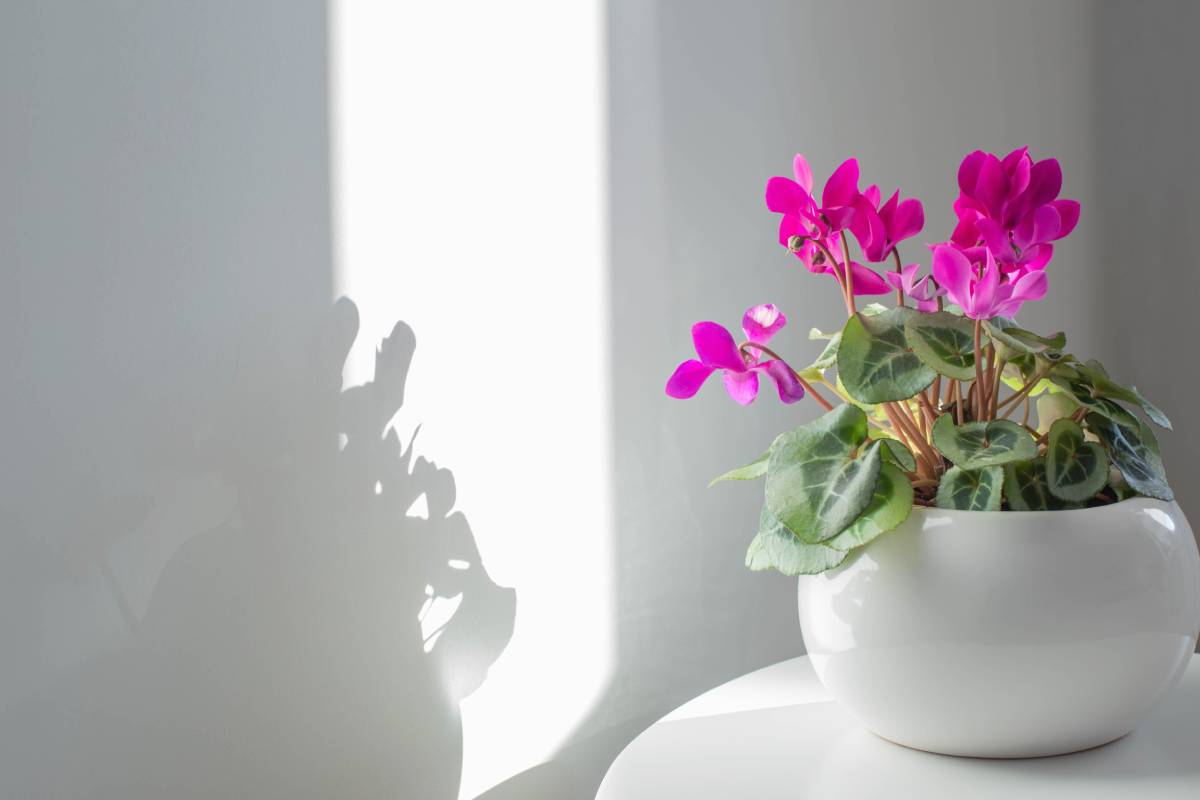 How to guarantee the flowering of the cyclamen