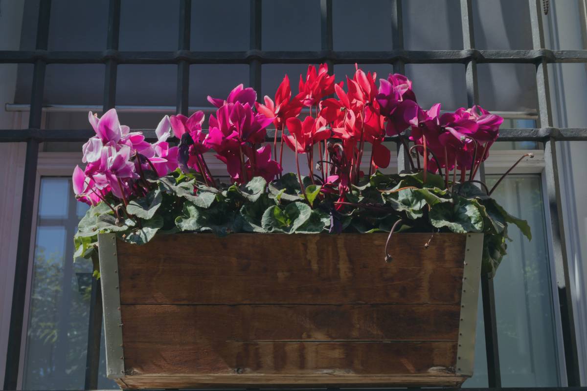 Positioning of the cyclamen