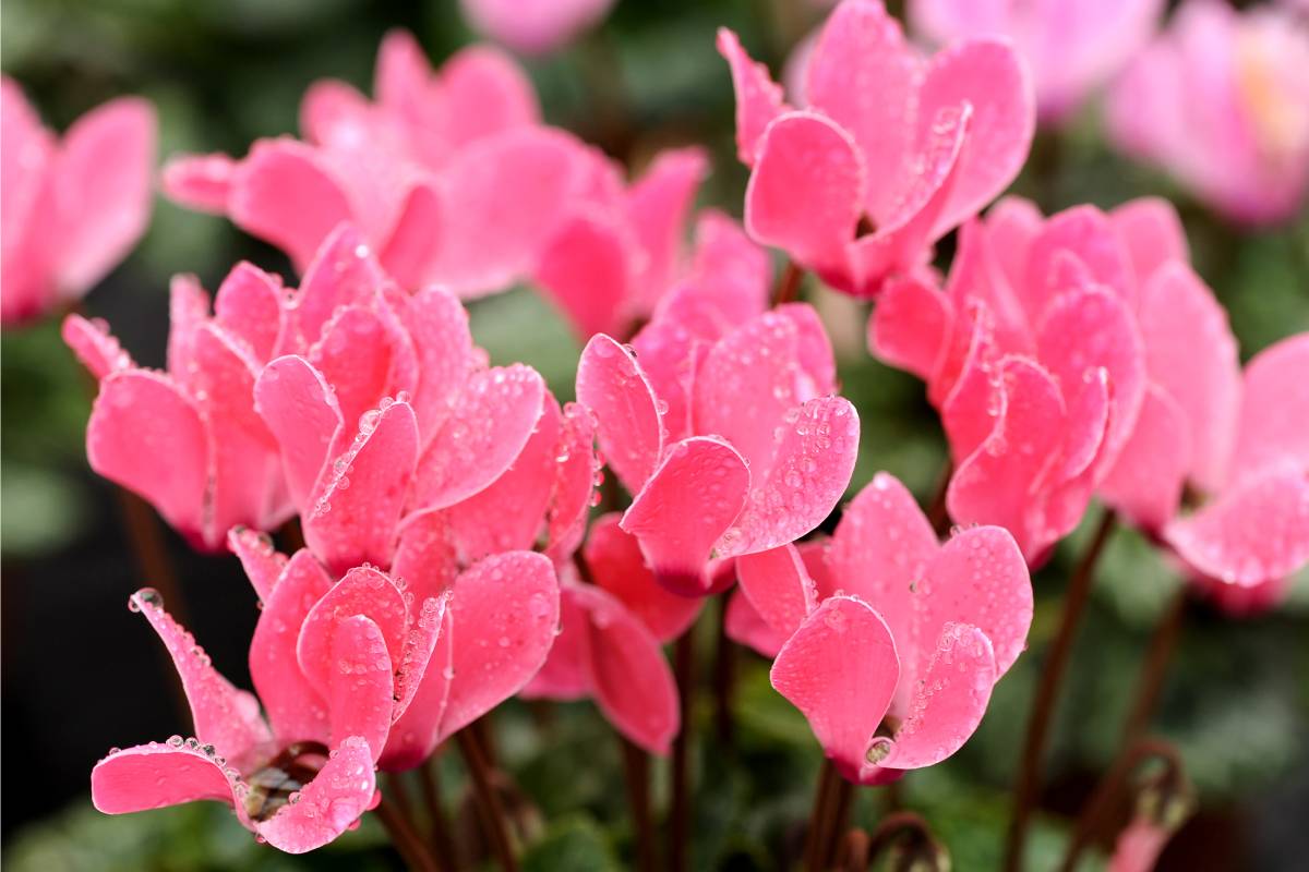 Pink cyclamen