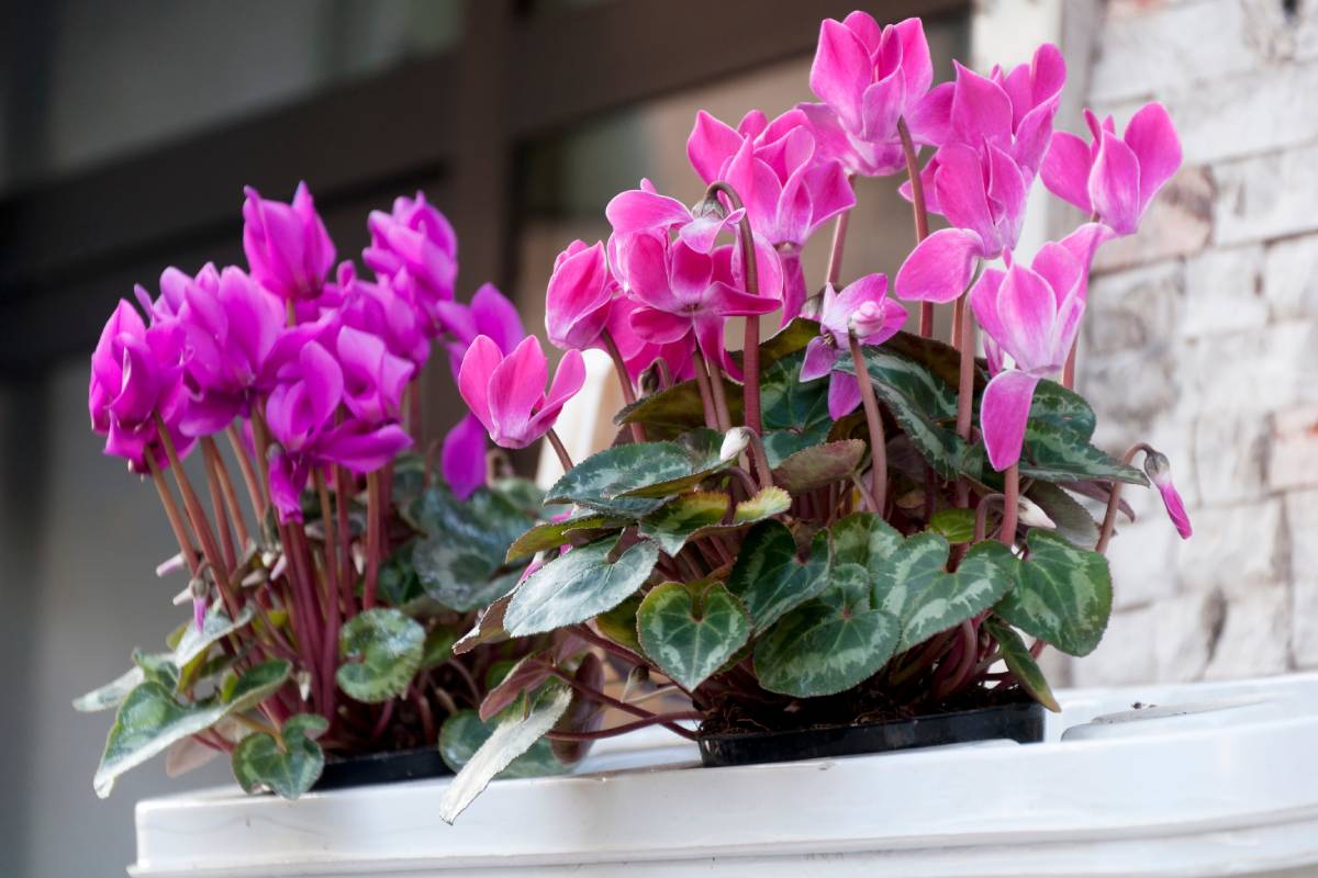Plants that love autumn light