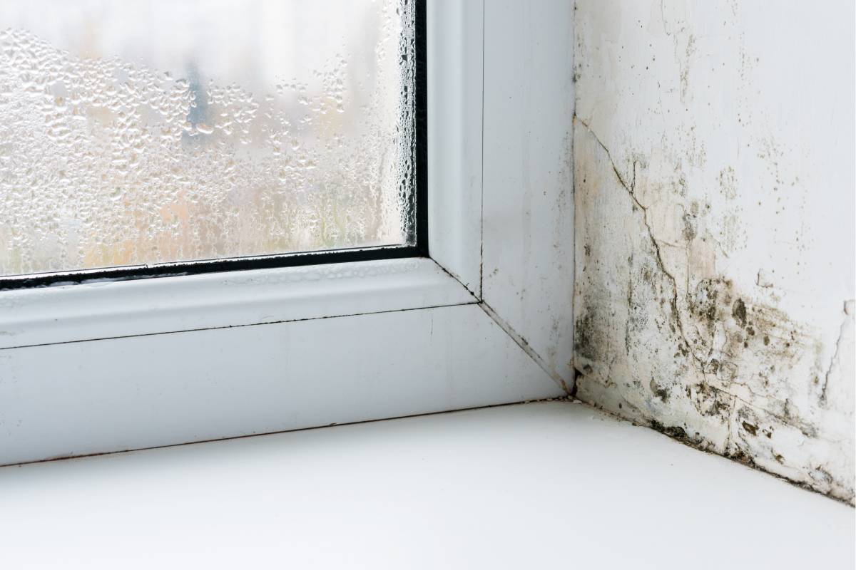 Here's how to avoid the formation of condensation and mold in the house