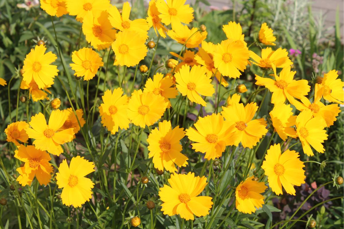 Travel flower beds: here are the plants that color them in autumn