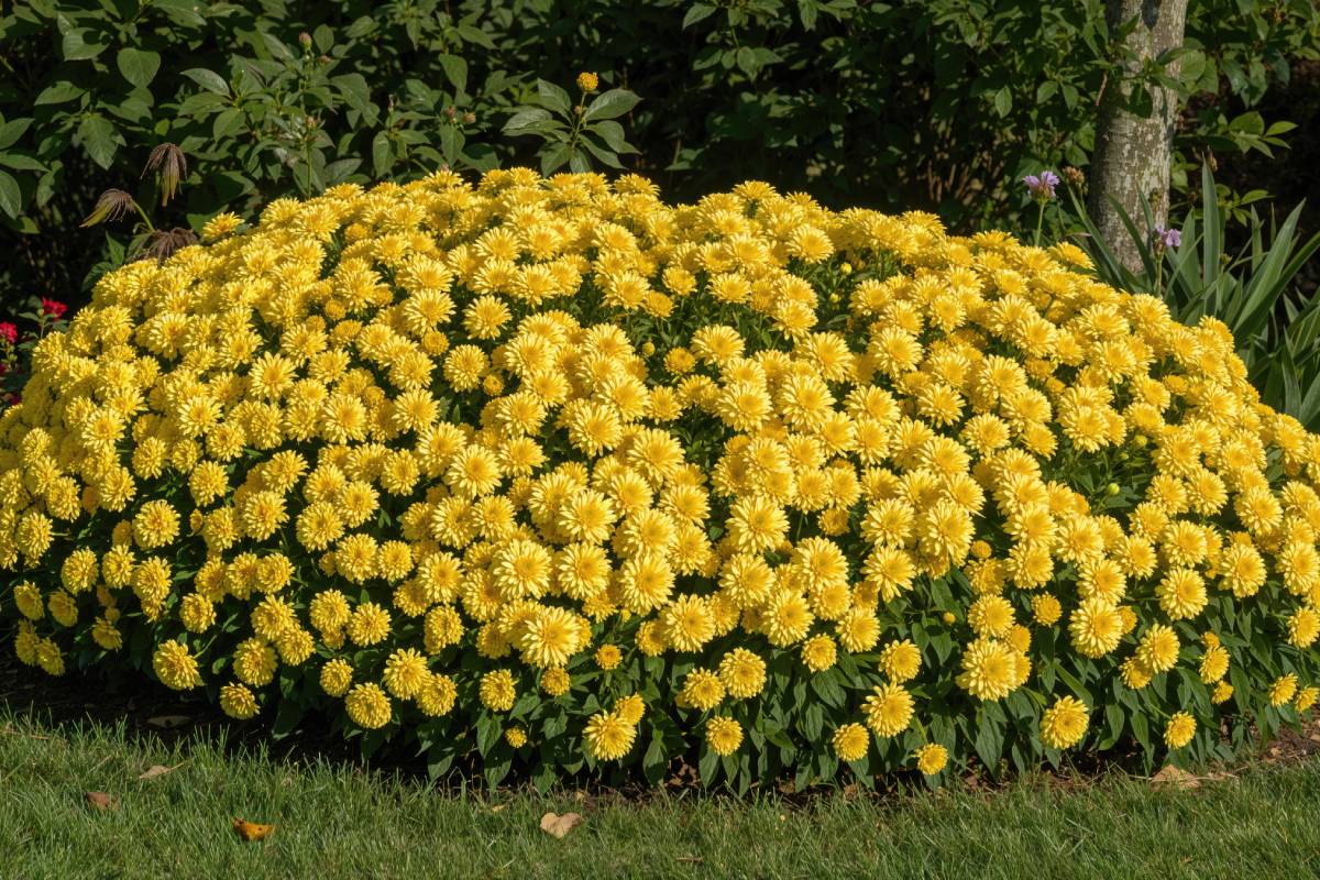 Colored autumn flower beds