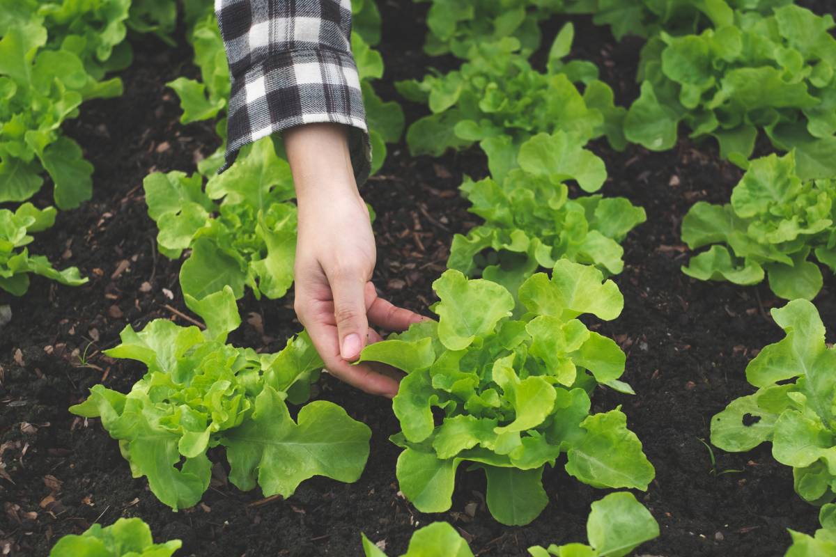 The vegetable garden and its fertilization before the change of season