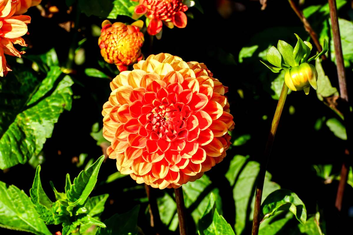 September flowers that give color until October