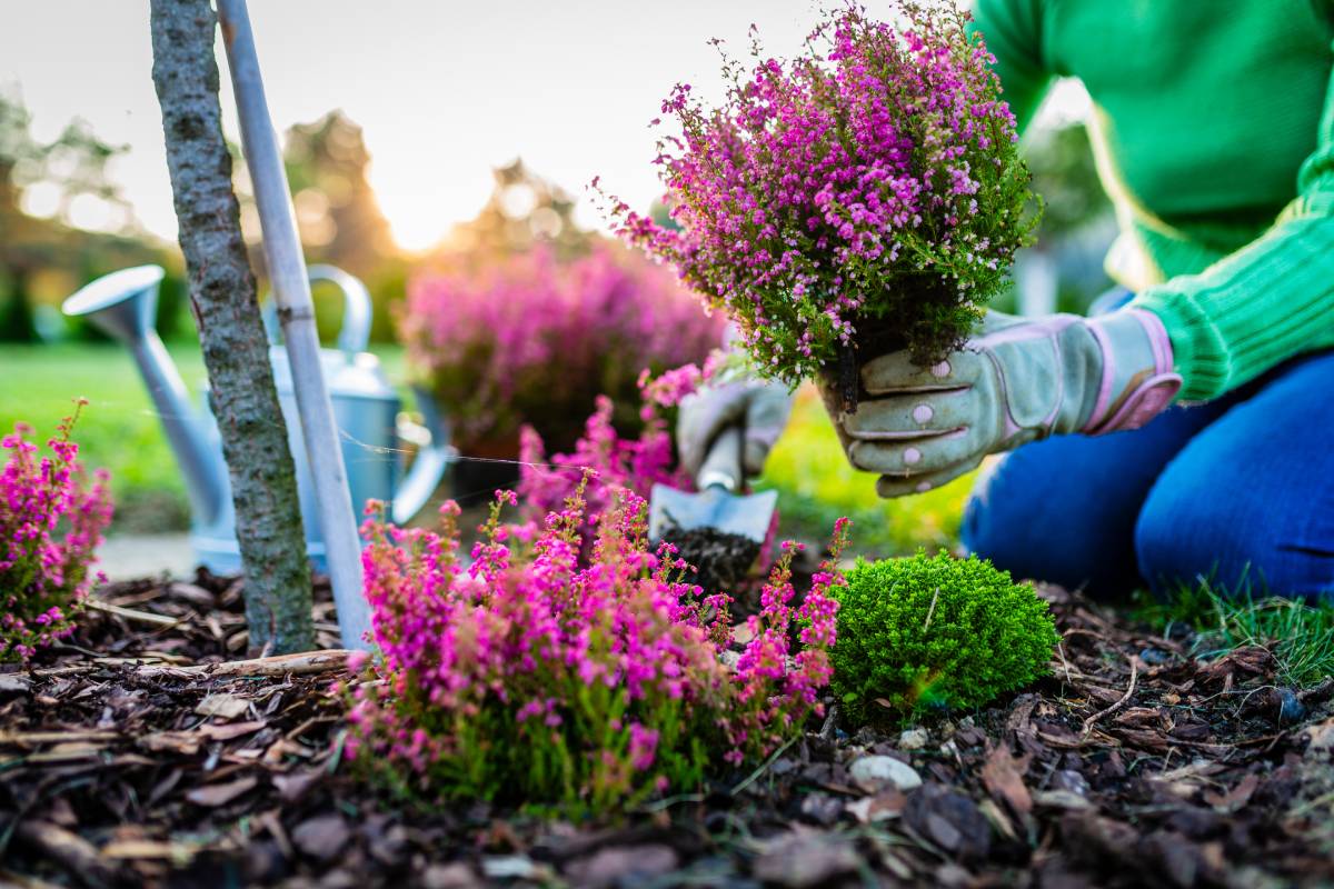 Cultivate the Erica in autumn