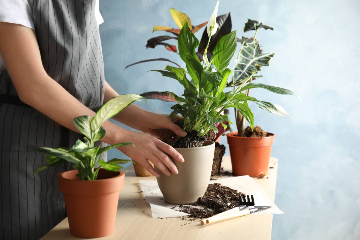 The 5 plants to be repotted in September: here are what they are