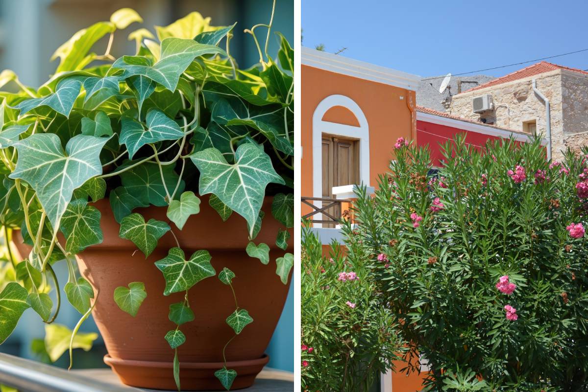 Always luxuriant balcony with evergreen plants