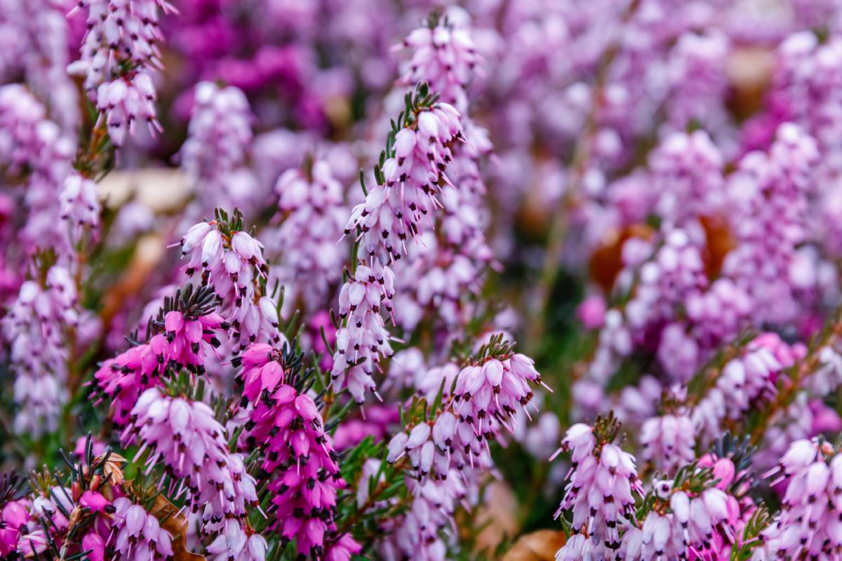 Erica in the garden in October