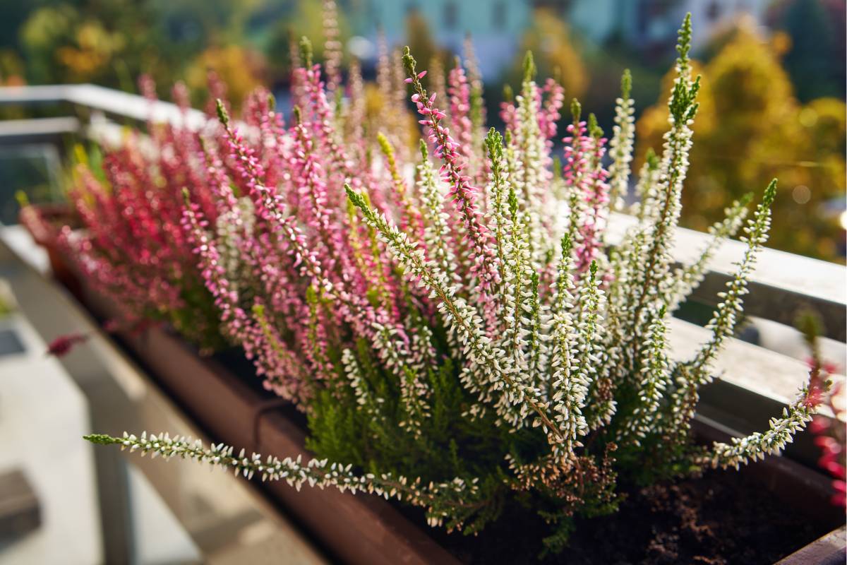 5 plants that love the autumn sun and do not fear the wind