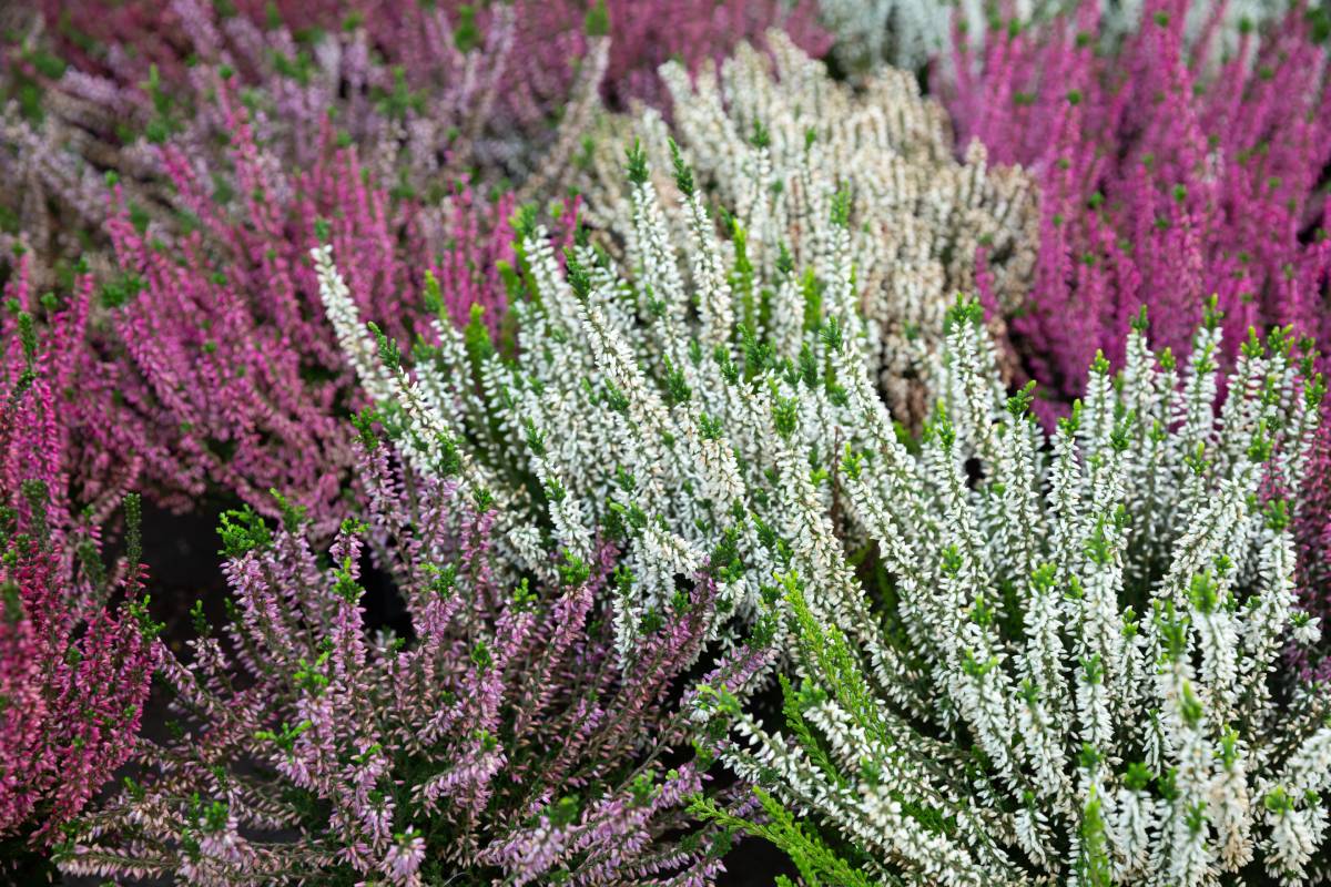 How to cultivate the Erica to have winter blooms